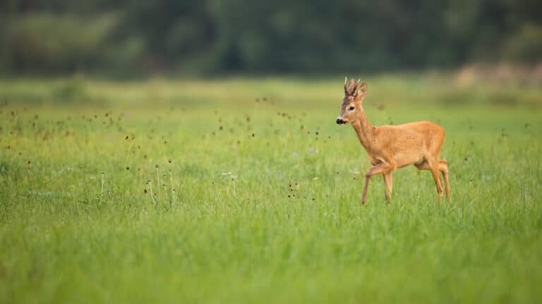 11 Cool Facts About Deer for Kids