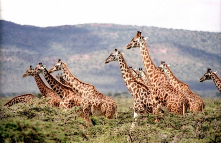 13 Cool Giraffe Facts for Kids